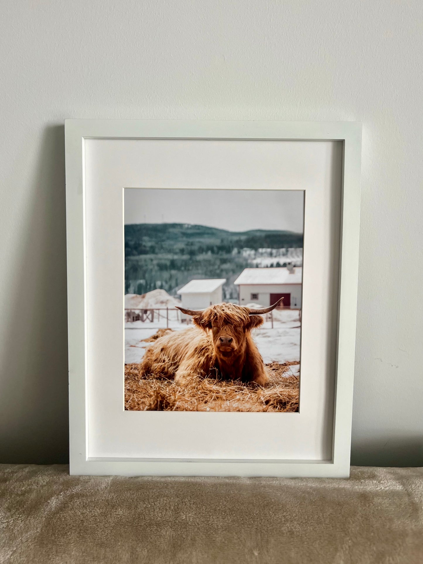 Vache Highland de Charlevoix dormant