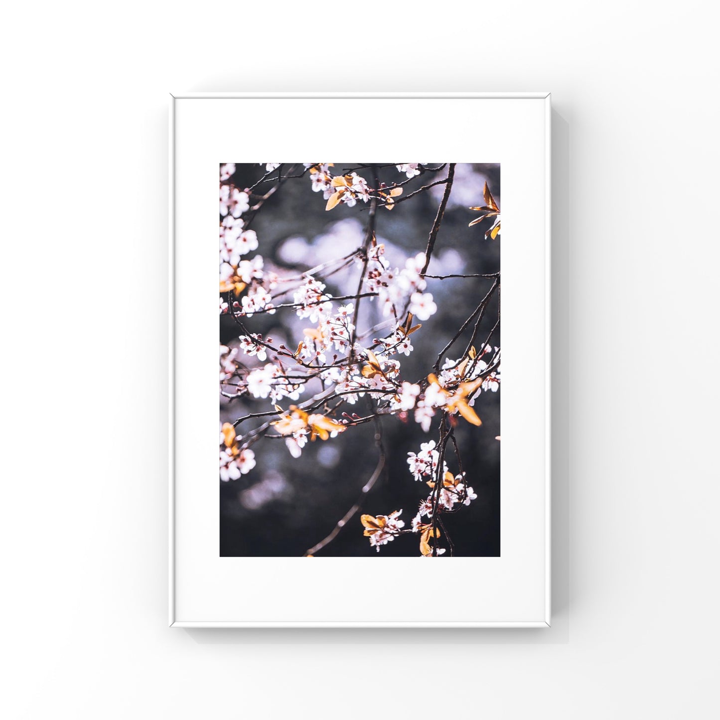 Pink Cherry Blossoms in Vancouver Photography