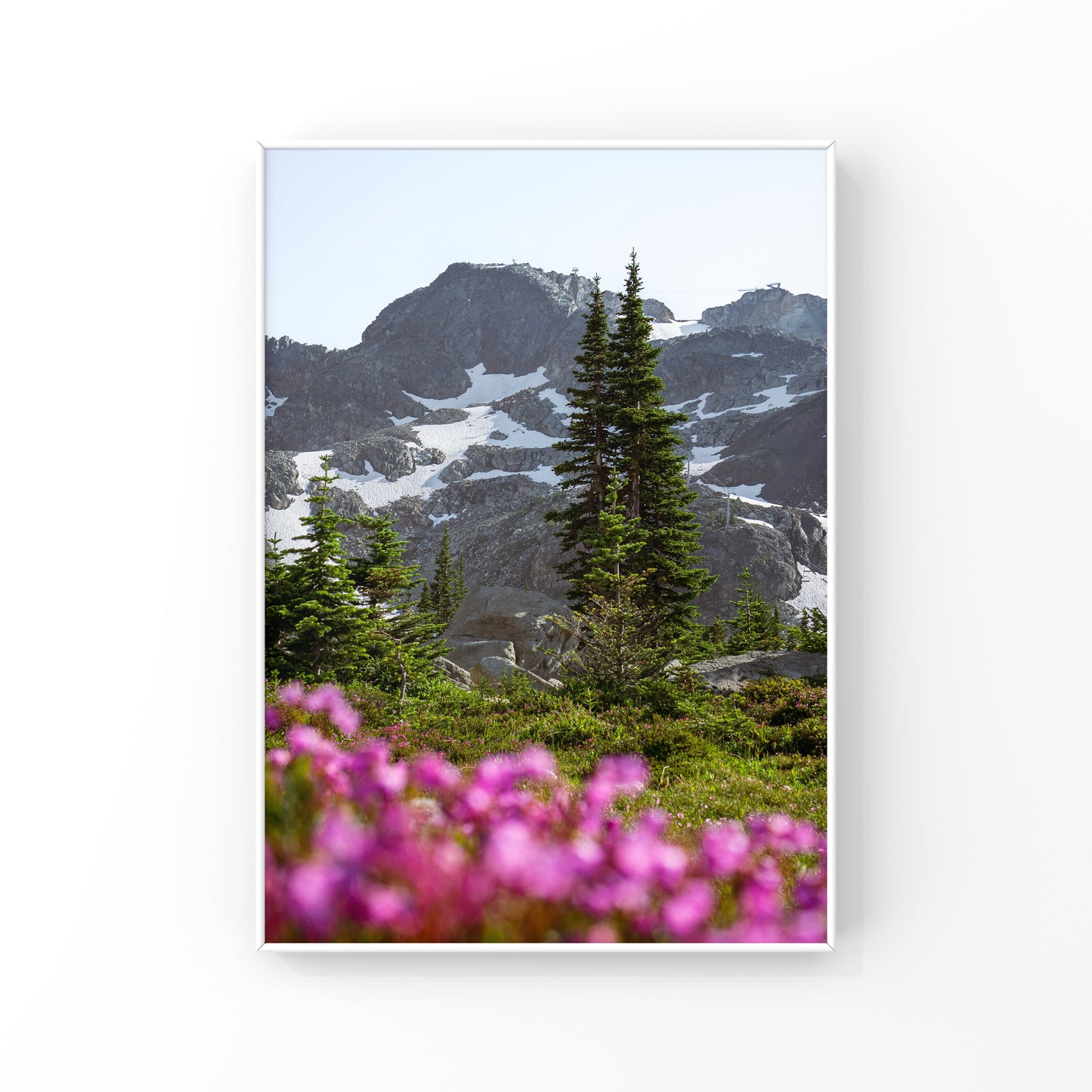 Wildflower season in Whistler