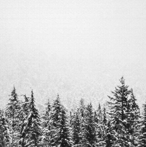 Winter Forest Canvas Print