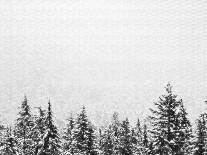 Winter Forest Canvas Print