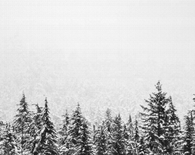 Winter Forest Canvas Print