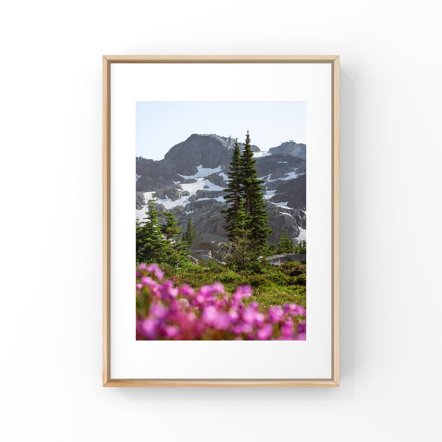 Wildflower season in Whistler