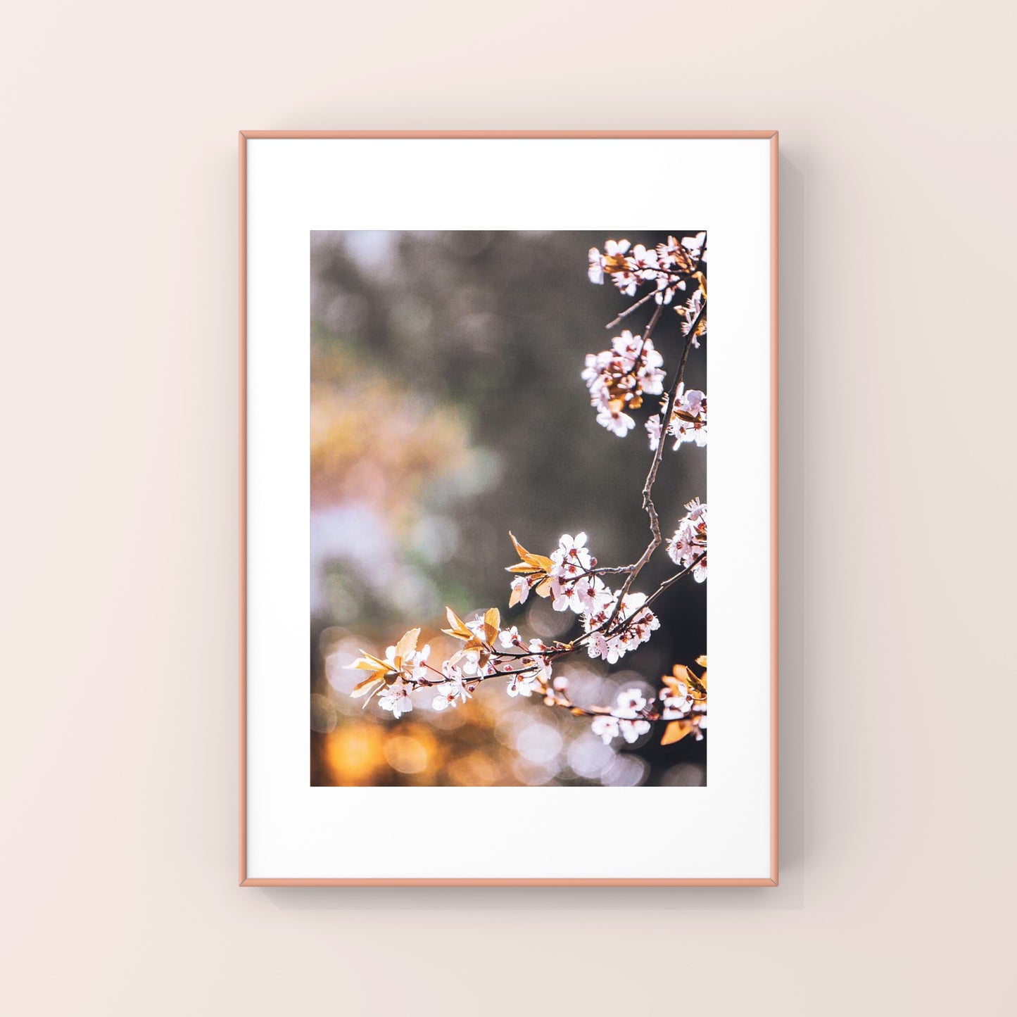 Spring Cherry Blossoms in Vancouver