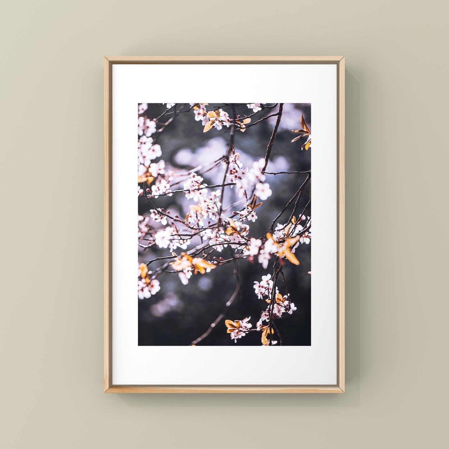 Pink Cherry Blossoms in Vancouver Photography