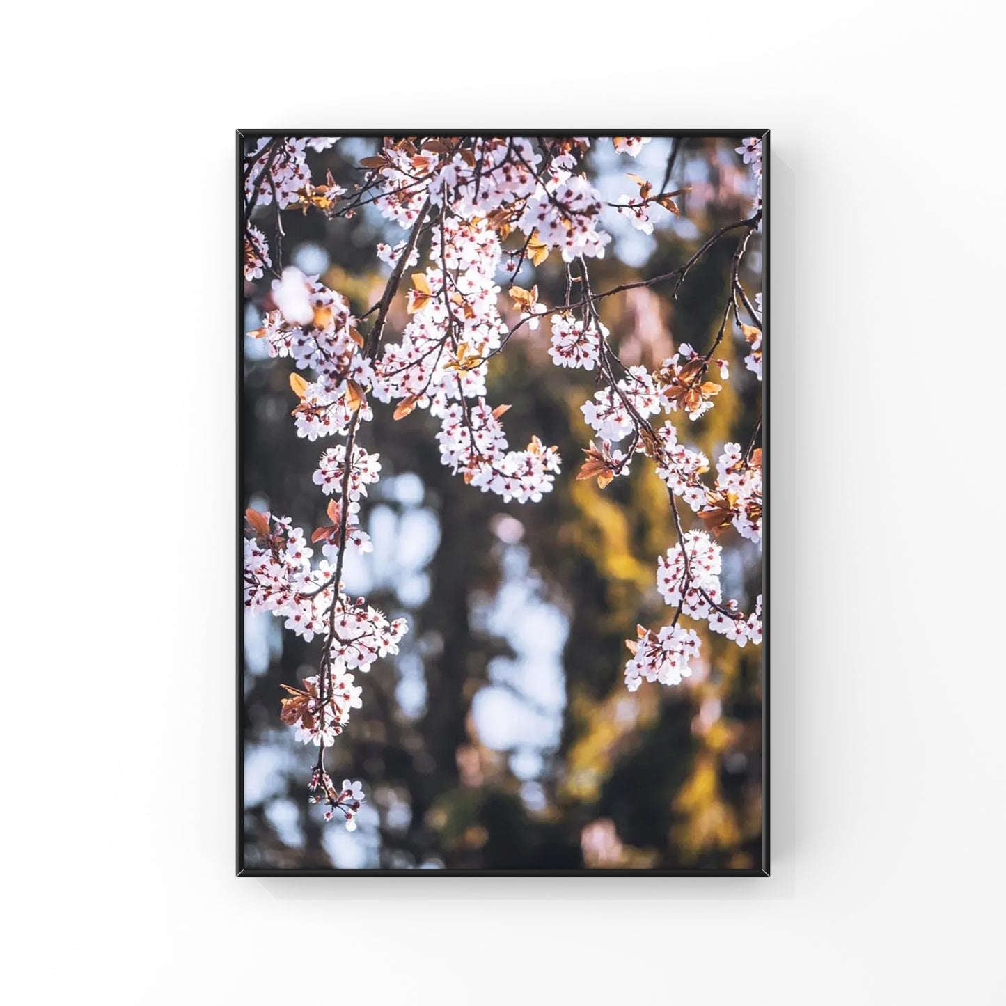 Cherry Blossoms in Vancouver Photography