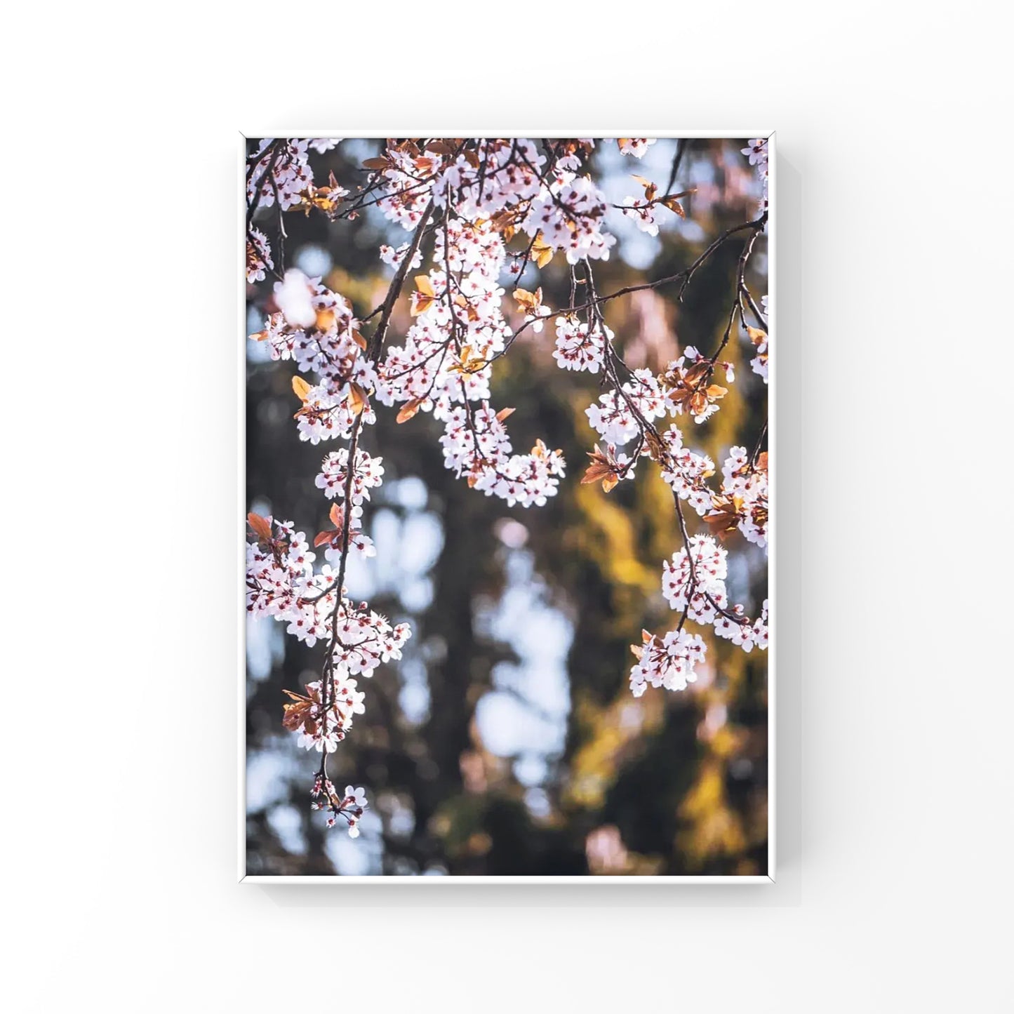 Cherry Blossoms in Vancouver Photography