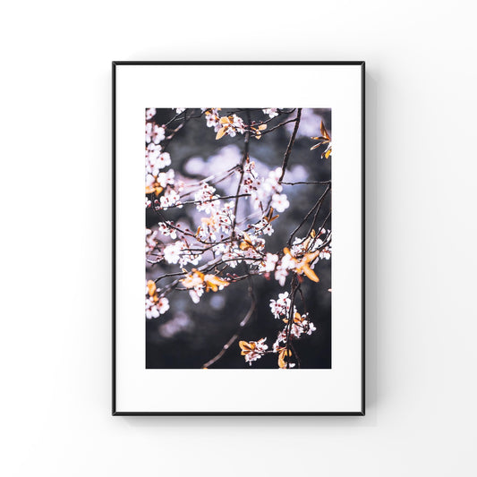 Pink Cherry Blossoms in Vancouver Photography