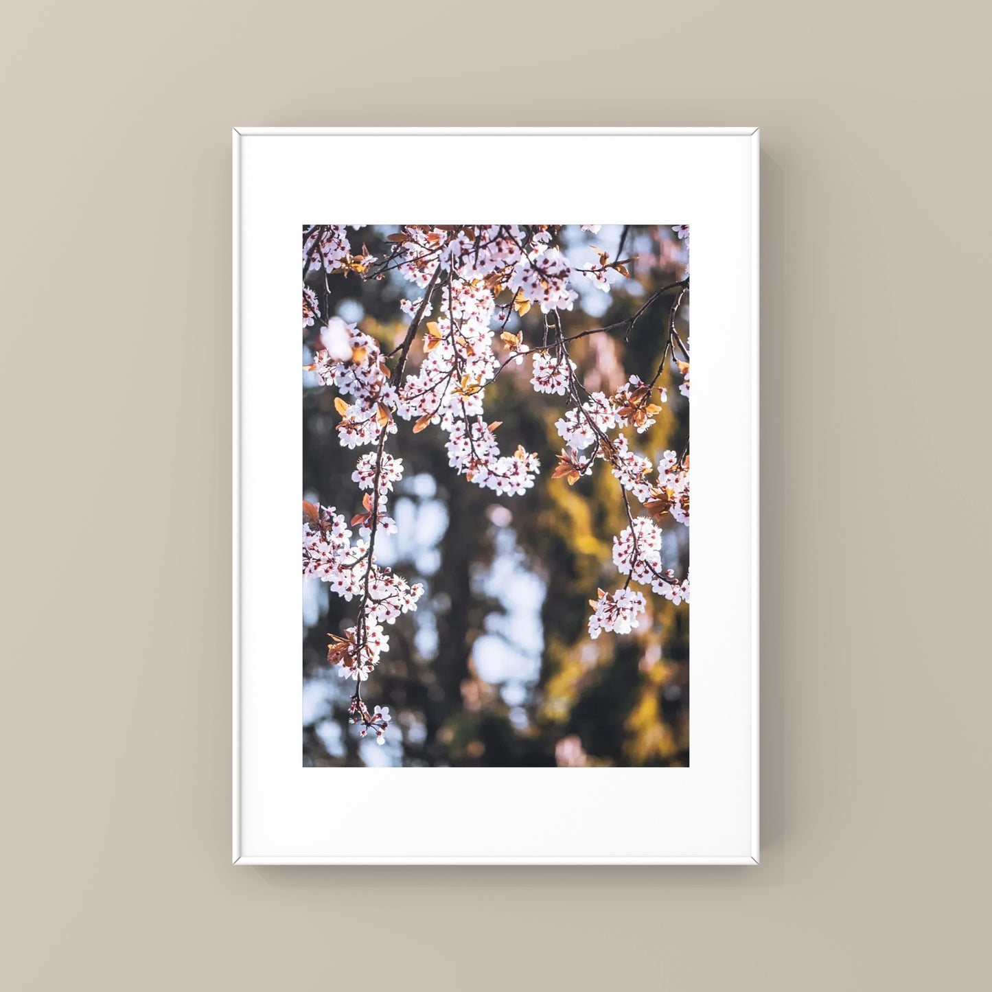 Cherry Blossoms in Vancouver Photography