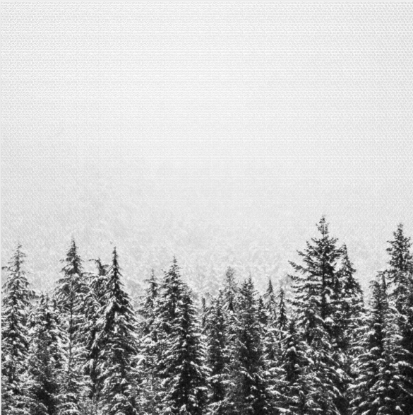 Winter Forest Canvas Print