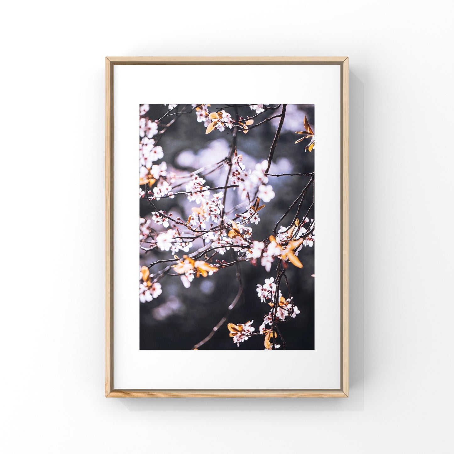 Pink Cherry Blossoms in Vancouver Photography