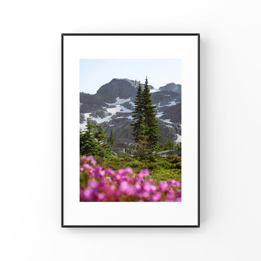 La saison des fleurs sauvages à Whistler