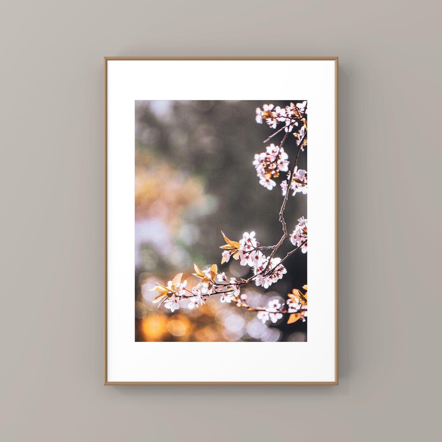 Spring Cherry Blossoms in Vancouver