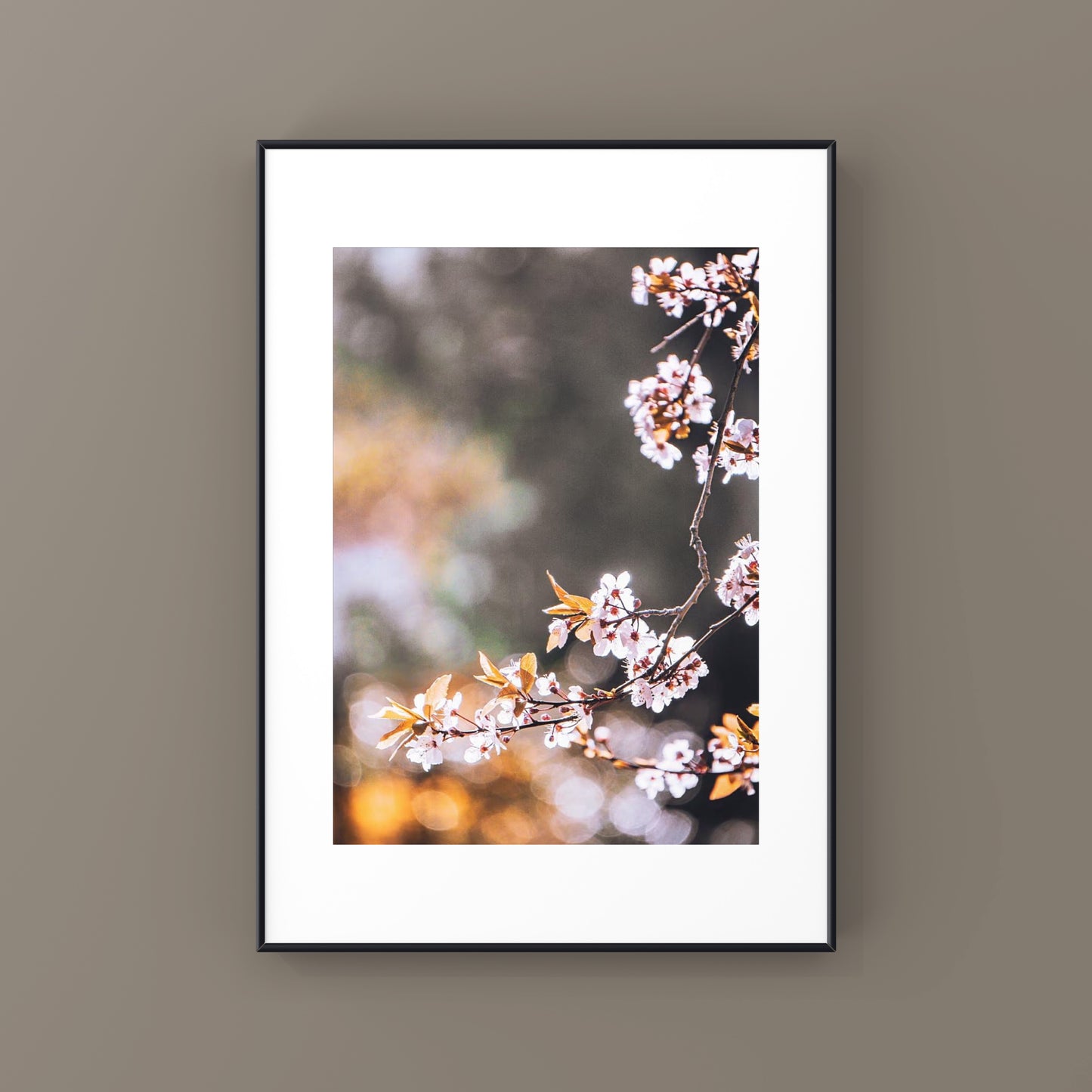 Spring Cherry Blossoms in Vancouver