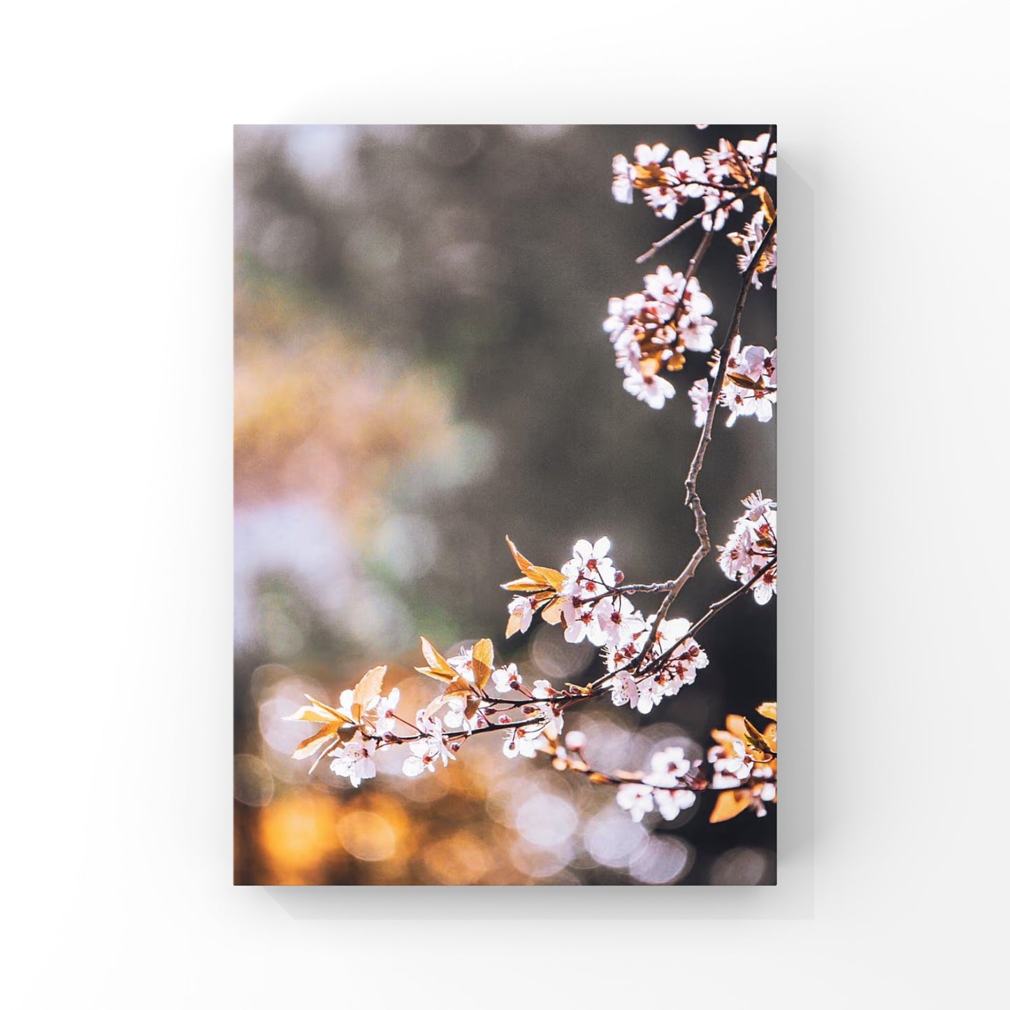 Spring Cherry Blossoms in Vancouver