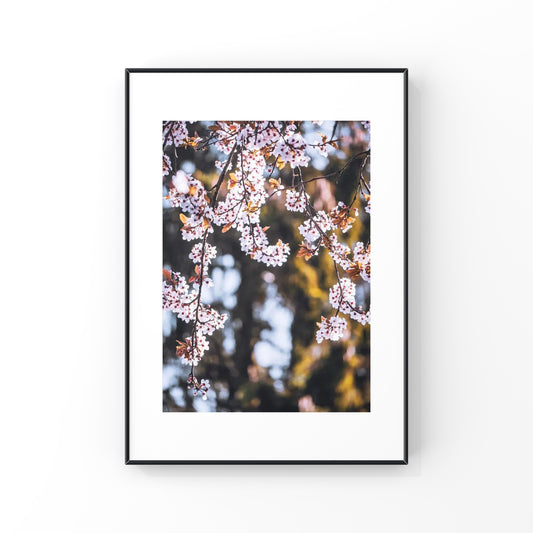 Cherry Blossoms in Vancouver Photography