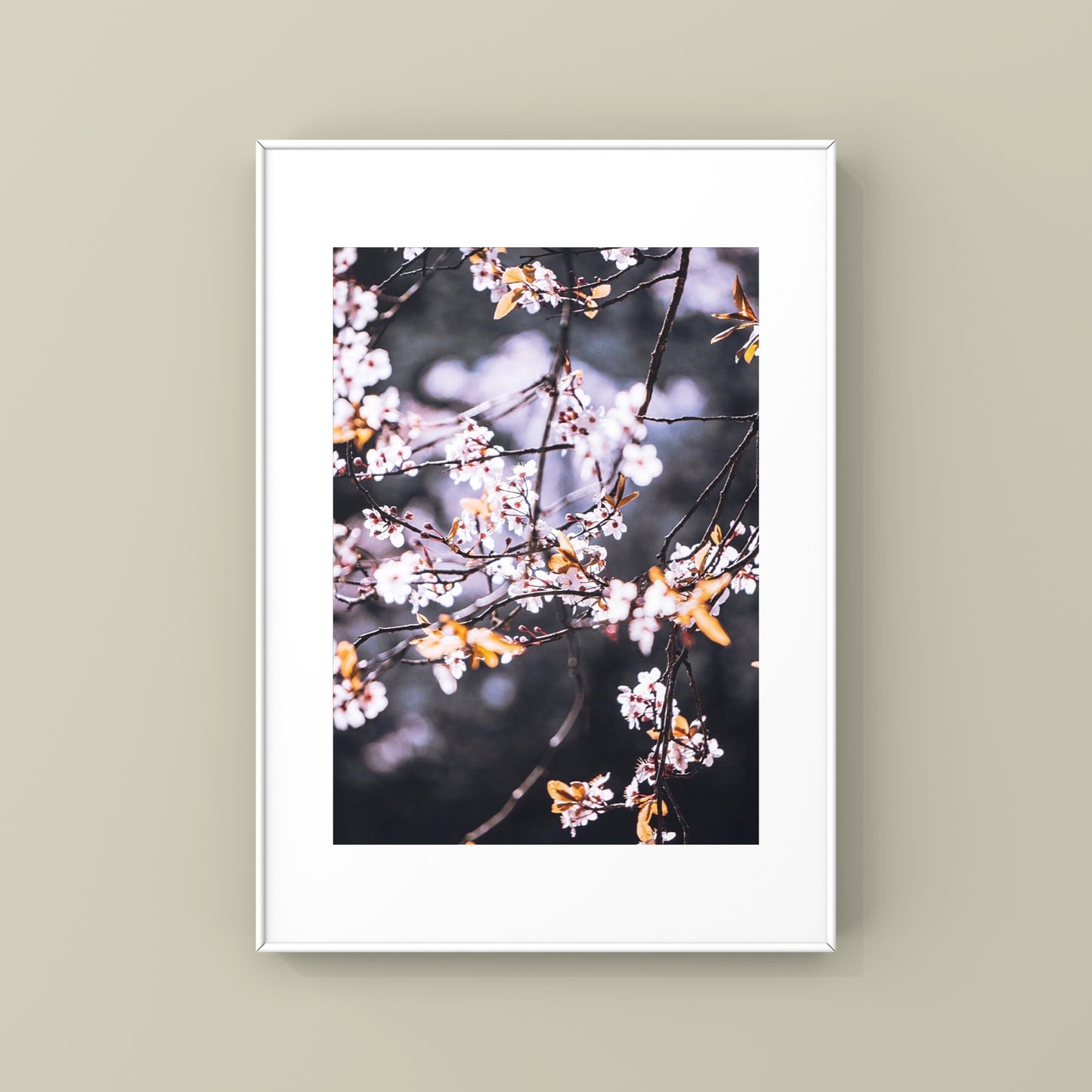Pink Cherry Blossoms in Vancouver Photography