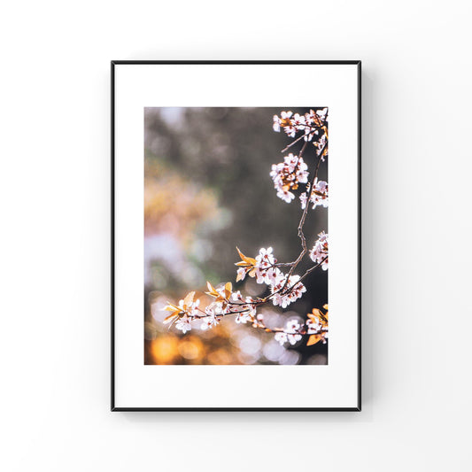 Spring Cherry Blossoms in Vancouver