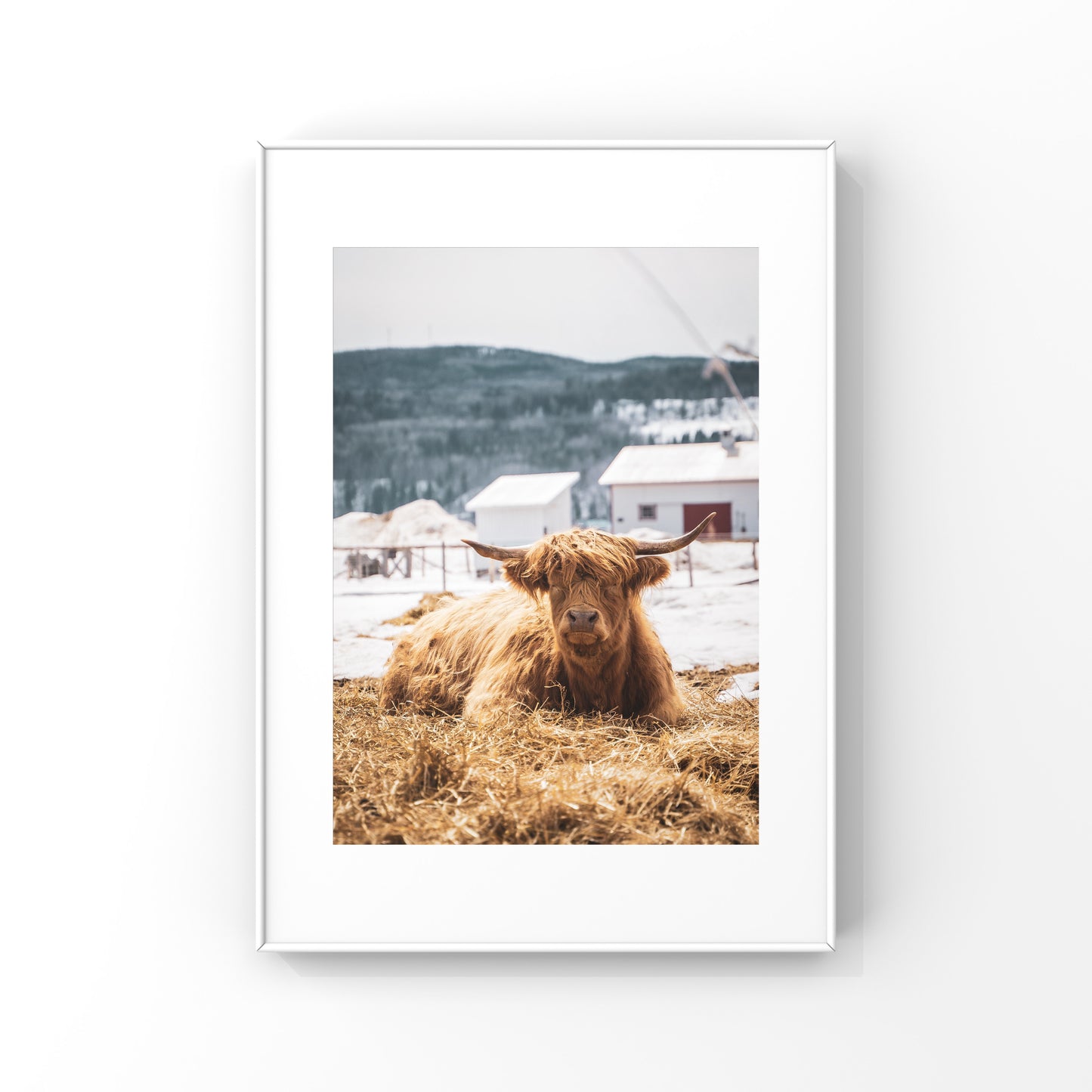 Vache Highland de Charlevoix dormant