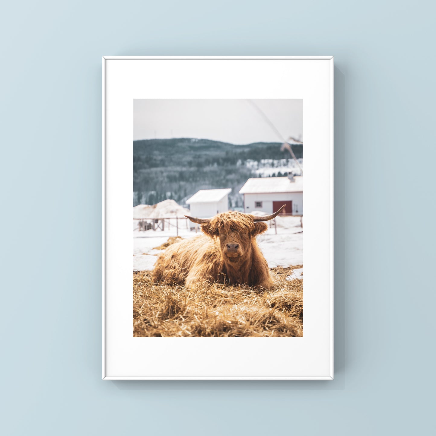Vache Highland de Charlevoix dormant