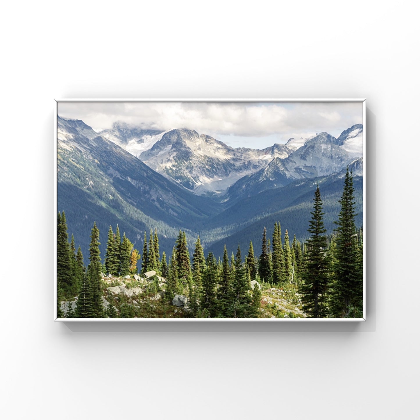 Whistler mountain nature photography print with lots of pine trees in the foreground