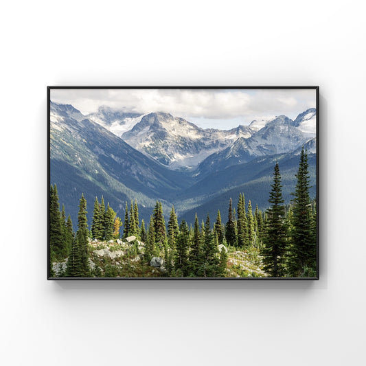 Whistler mountain nature photography print with lots of pine trees in the foreground