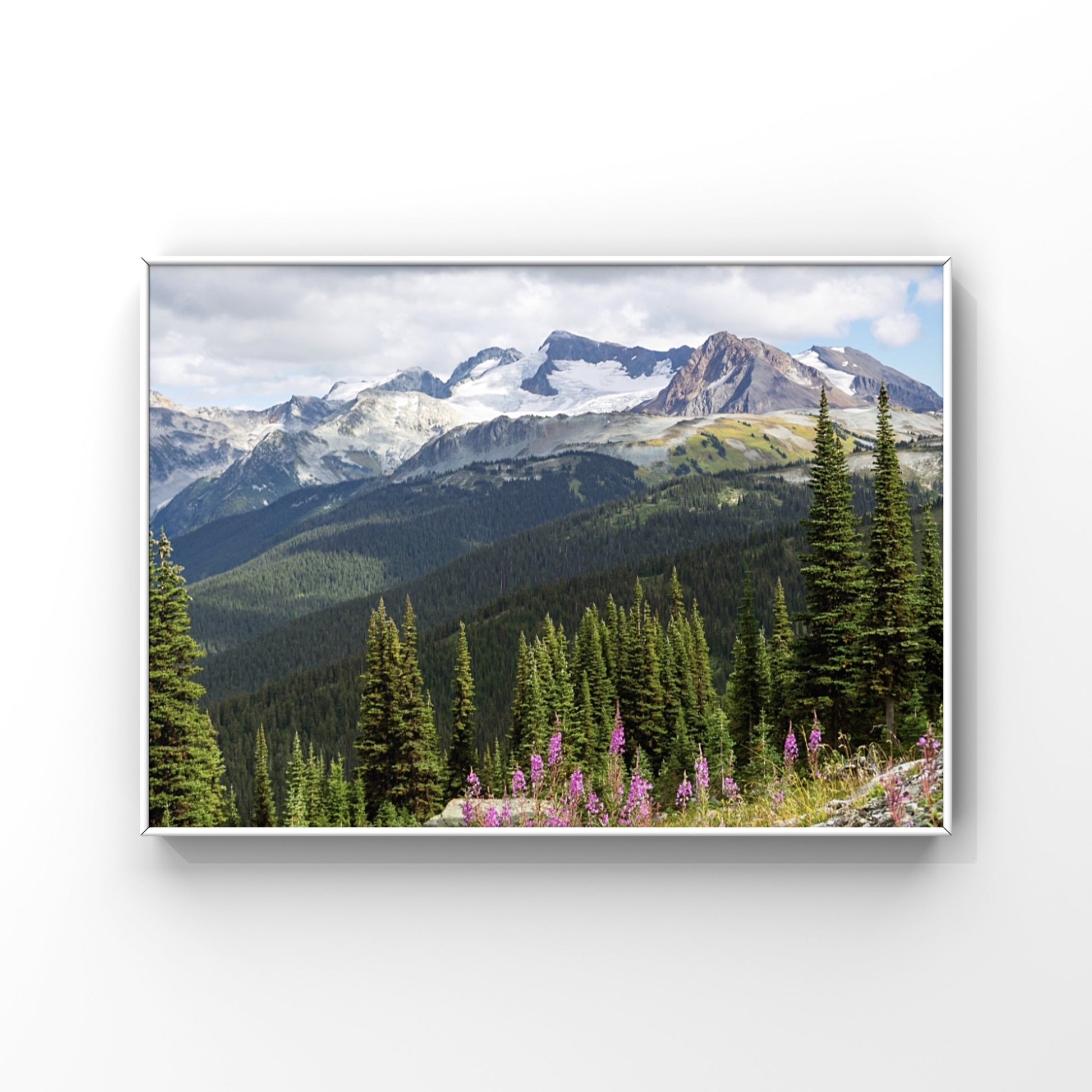 Whistler mountains with fireweed wildflowers in the foreground nature landscape photography print