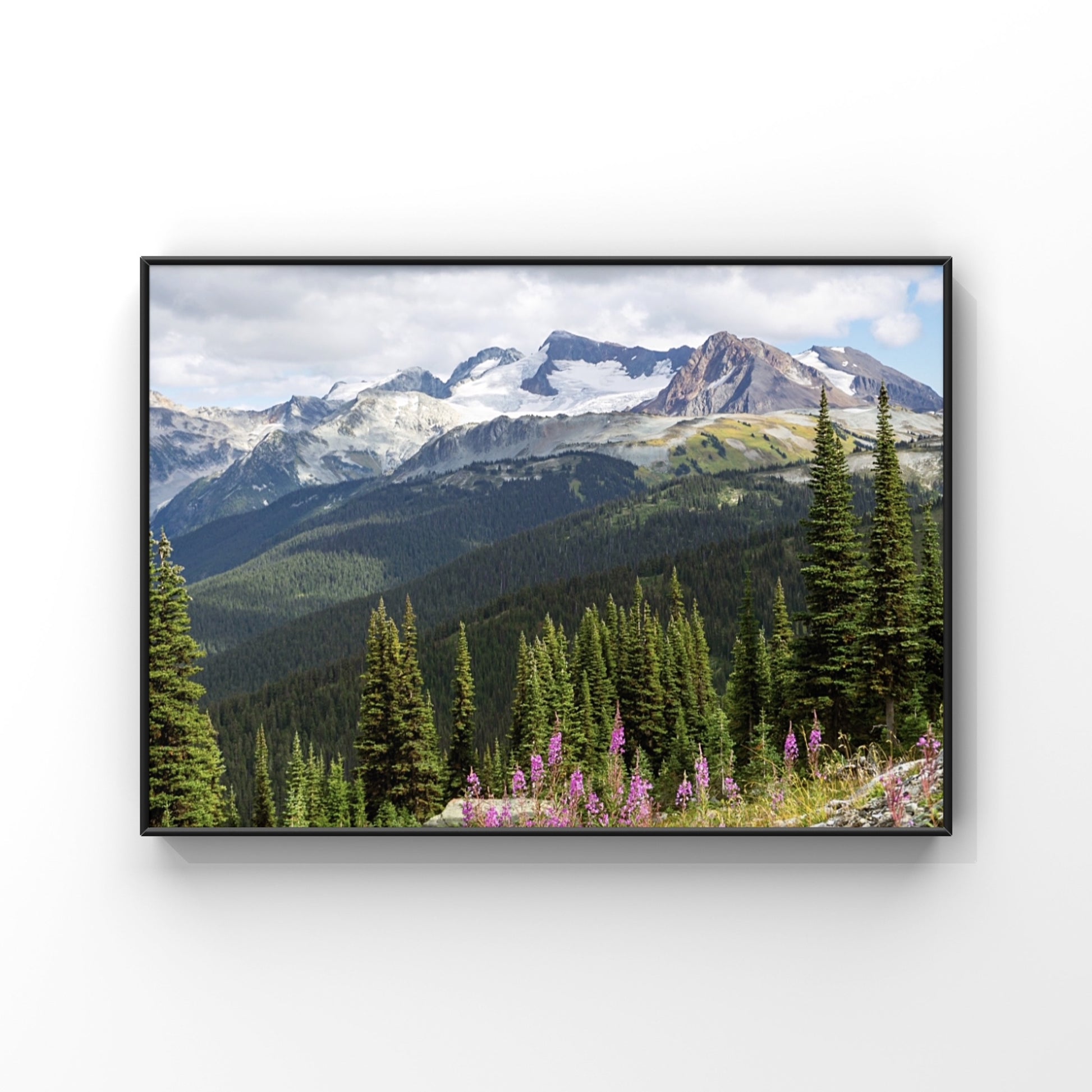 Whistler mountains with fireweed wildflowers in the foreground nature landscape photography print