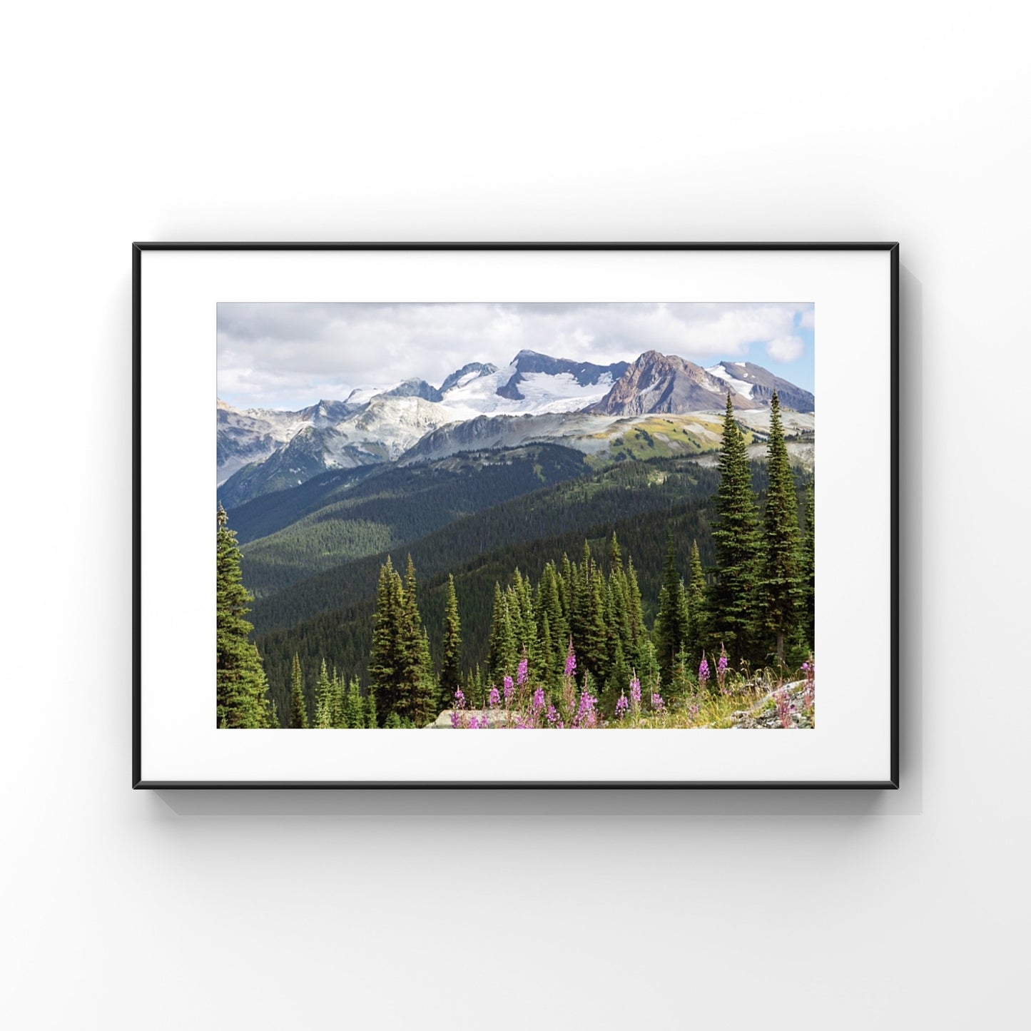 Whistler mountains with fireweed wildflowers in the foreground nature landscape photography print