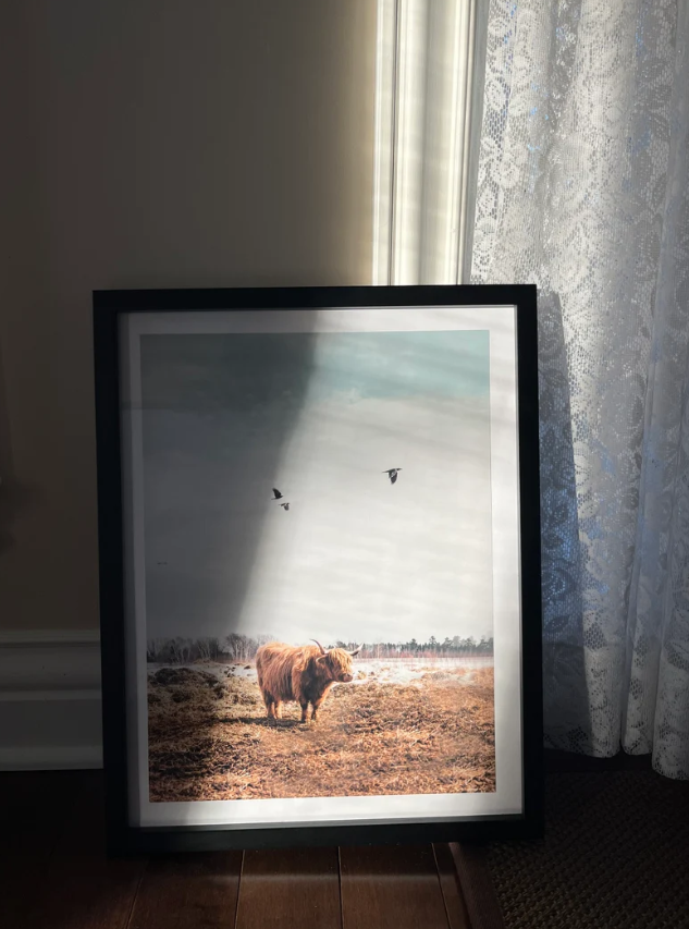 Photography of a highland cow in Charlevoix, Quebec with three birds flying in the sky, photography print