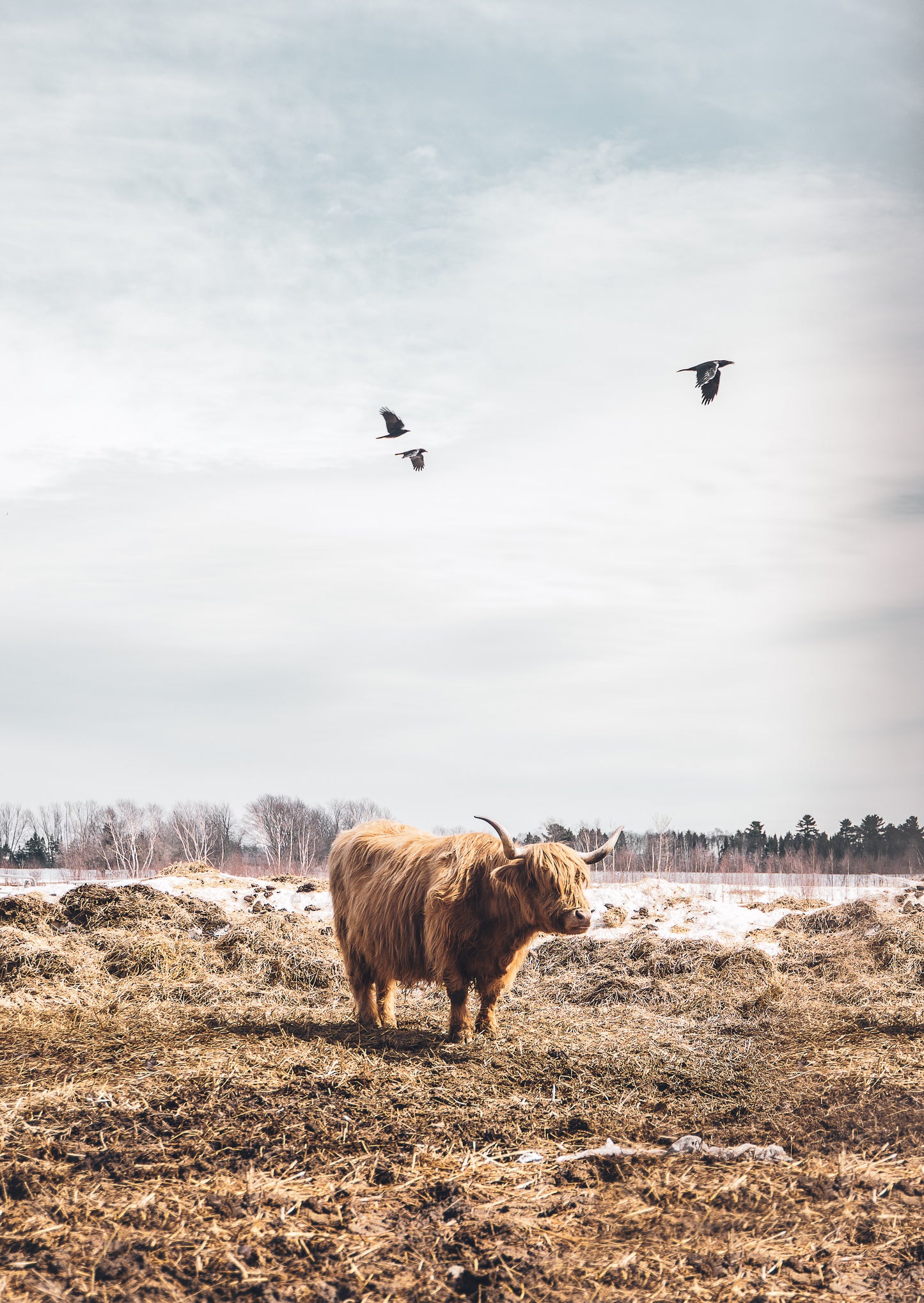 Photography of a highland cow in Charlevoix, Quebec with three birds flying in the sky, photography print