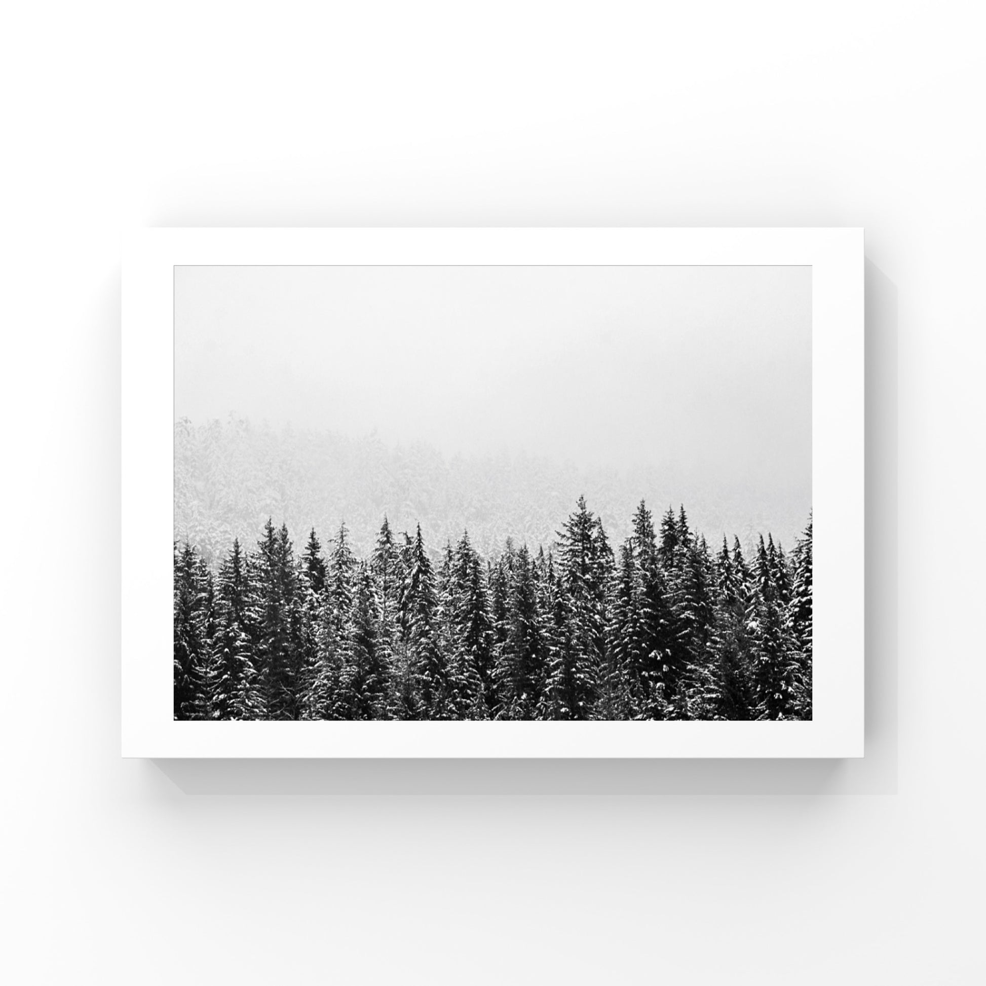 Black and white image in a frame of a wintery pine tree forest in Whistler