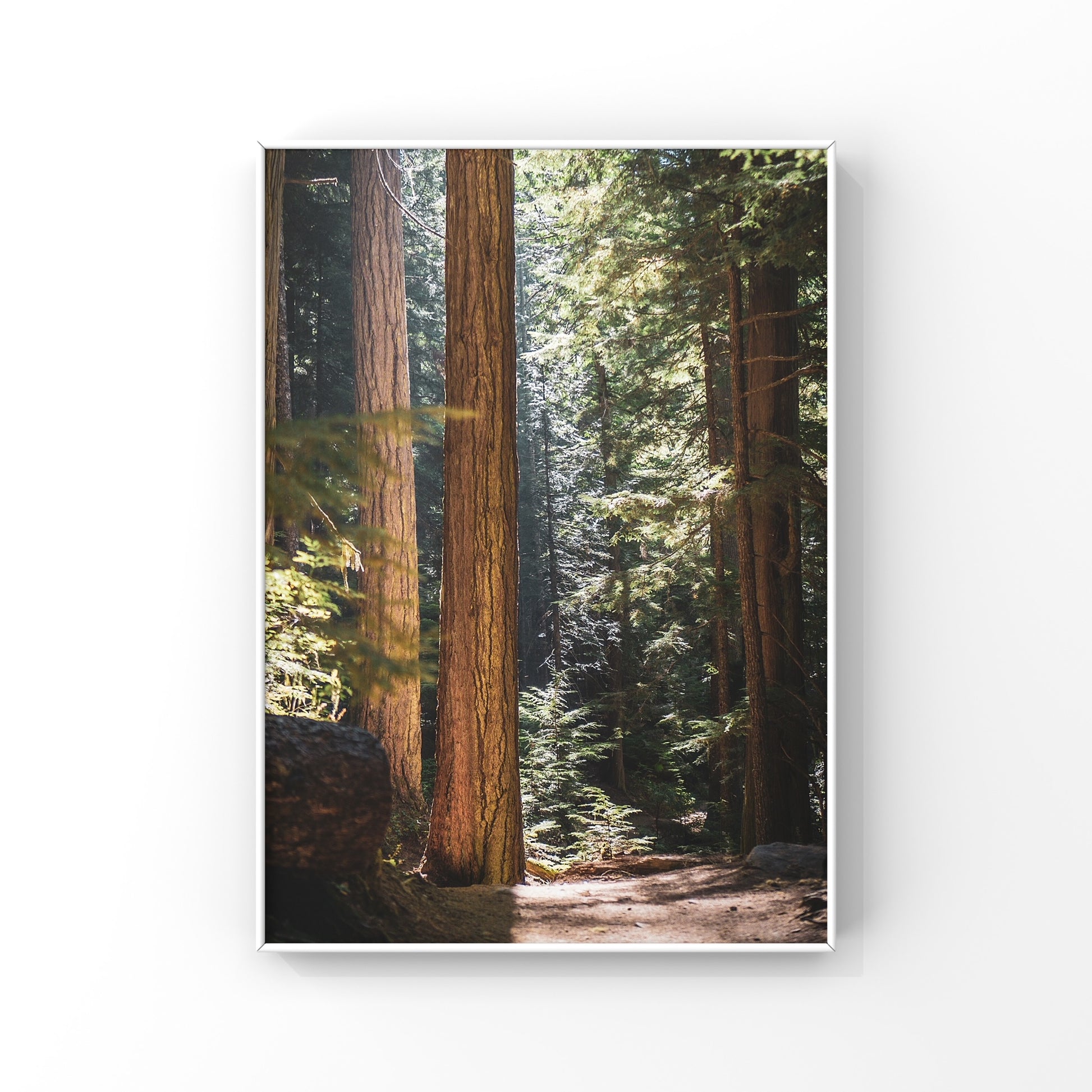 Whitler forest close up photography print with sunrays peeking through