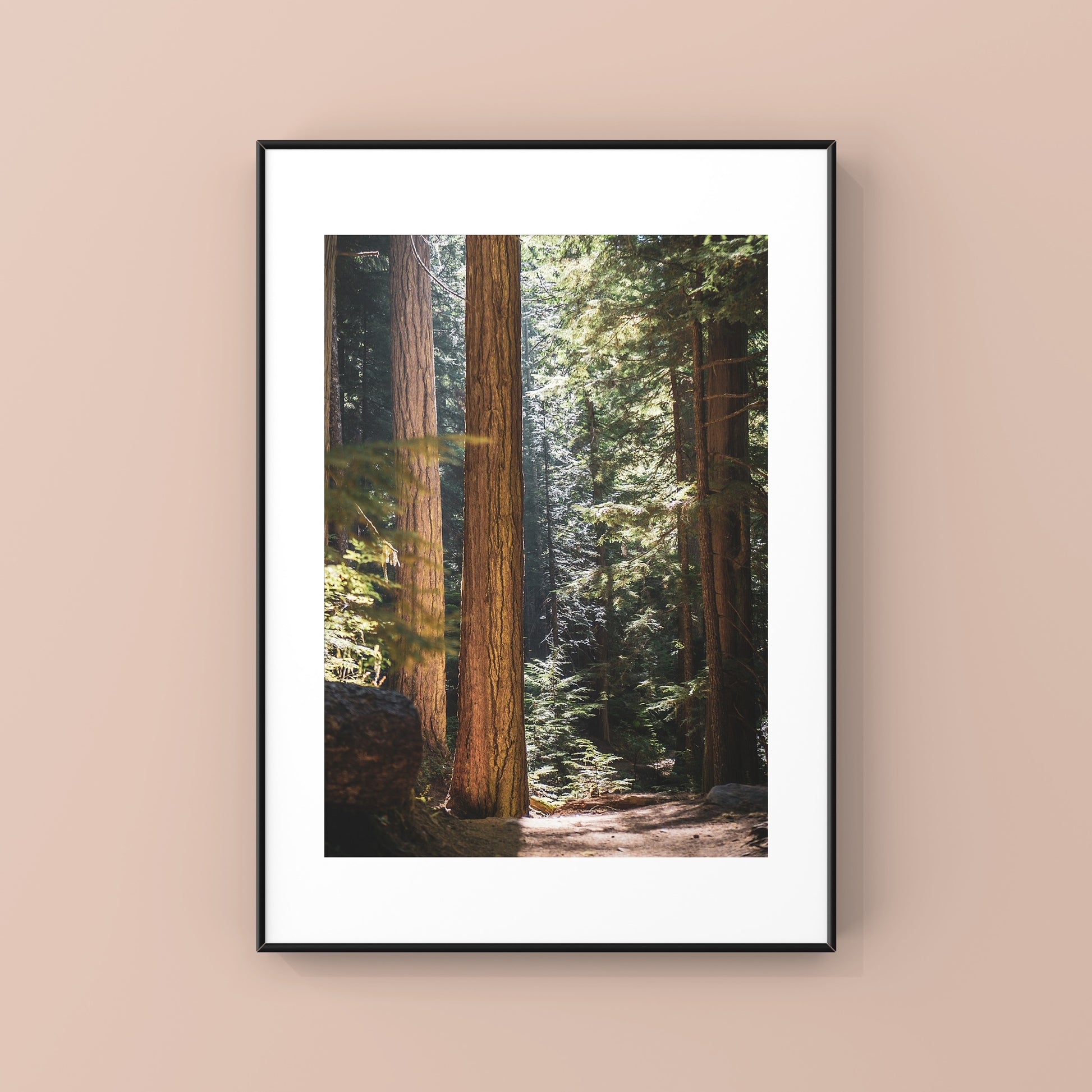 Whitler forest close up photography print with sunrays peeking through