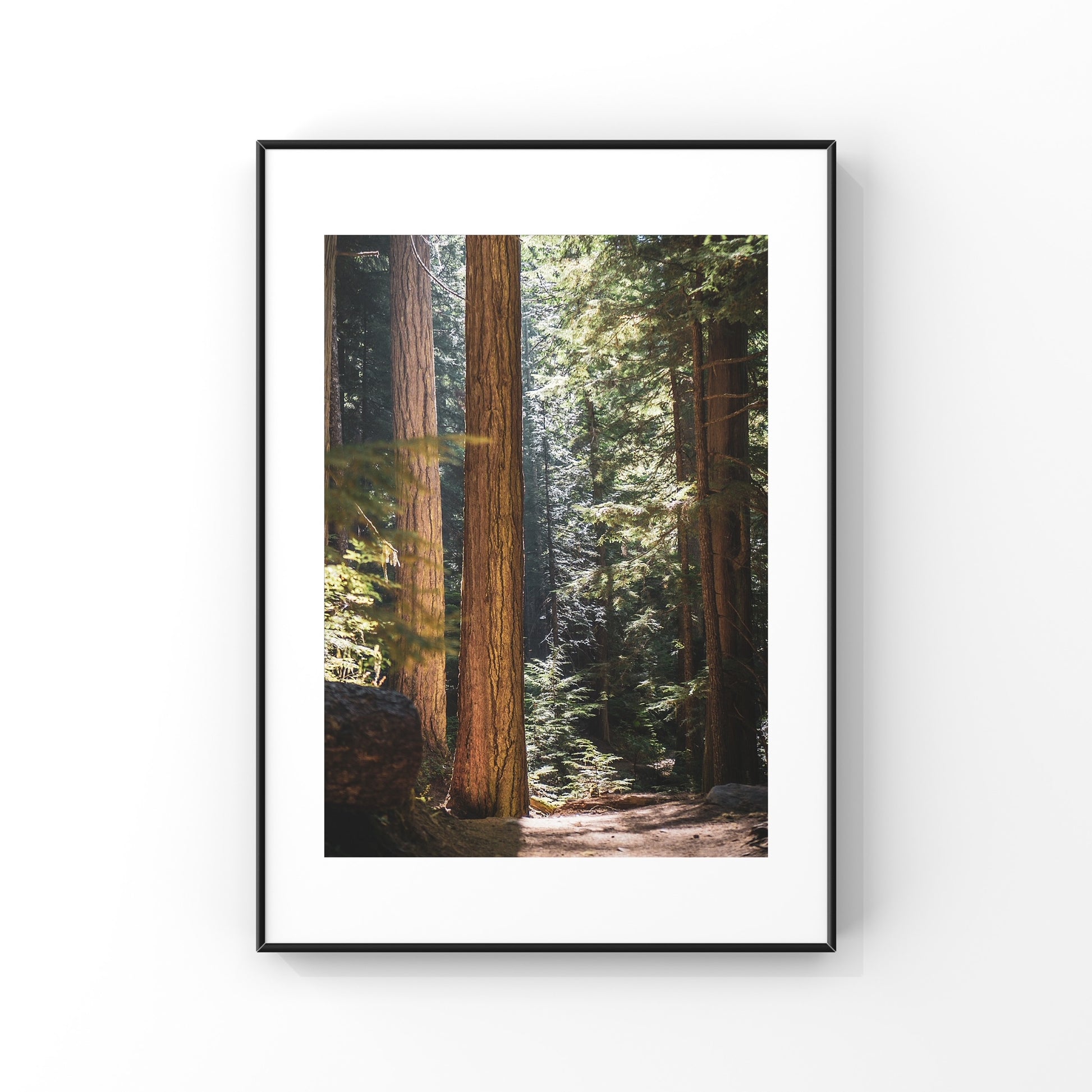 Whitler forest close up photography print with sunrays peeking through