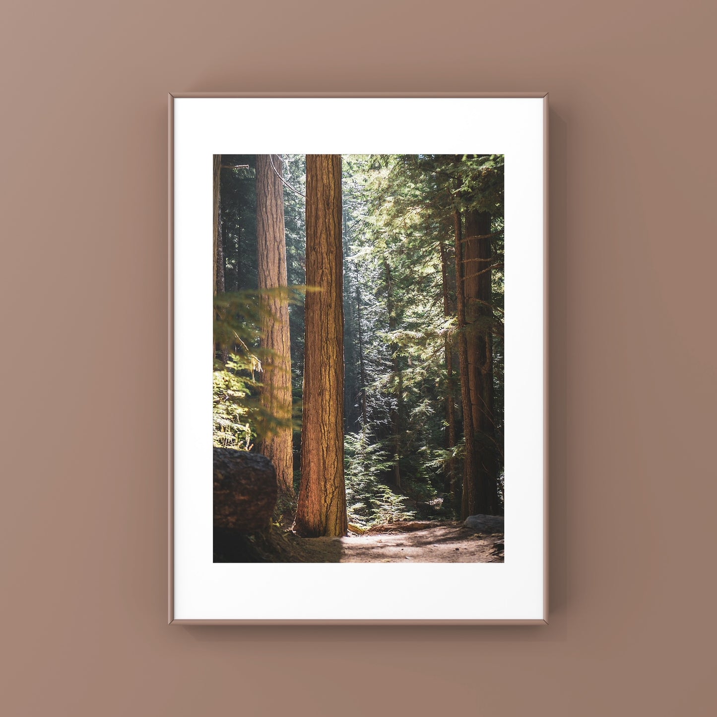 Whitler forest close up photography print with sunrays peeking through