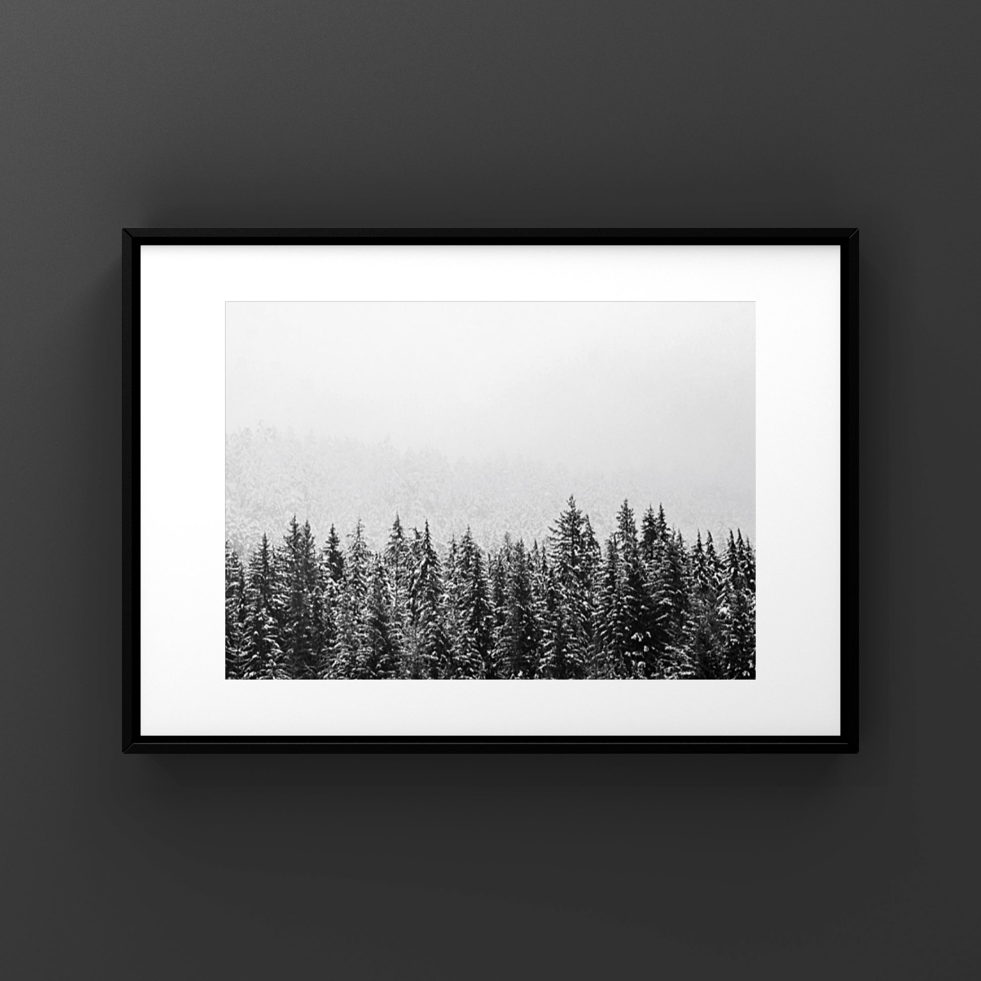 Black and white image in a frame of a wintery pine tree forest in Whistler