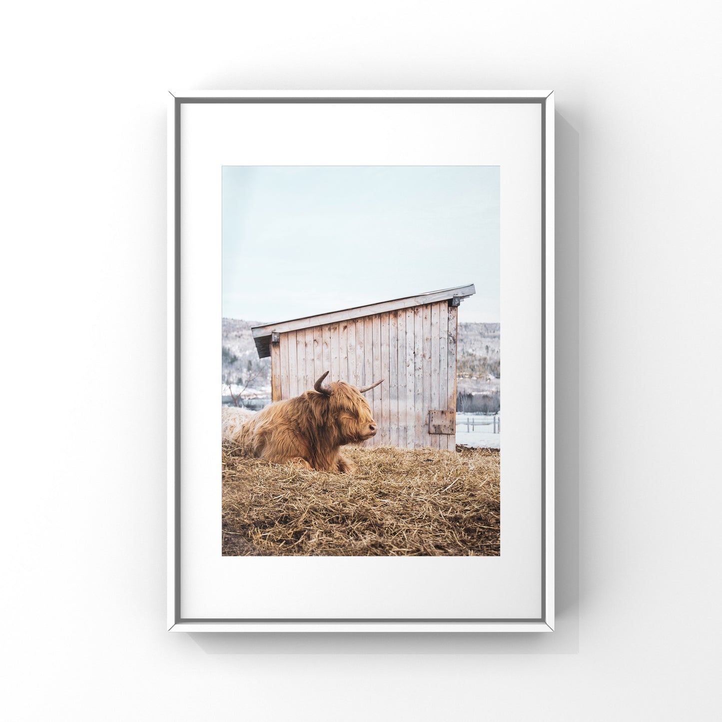 Photography print of a grumpy looking highland cow in rural Quebec region of Charlevoix