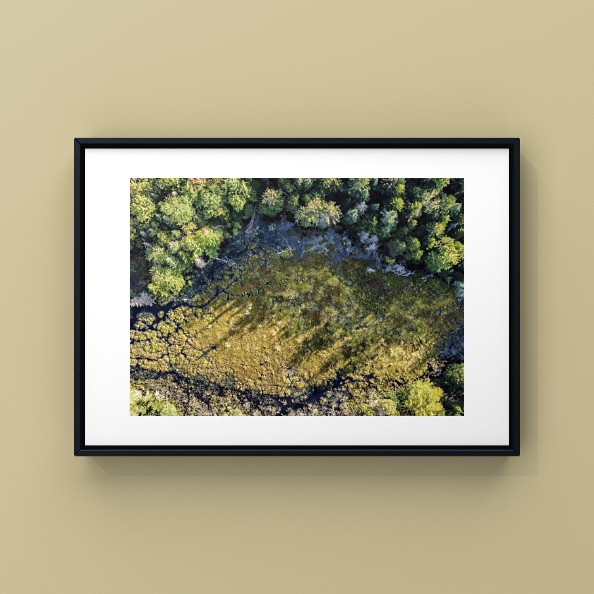 Aerial view of a small creek within a forest of pine trees and green moss in Quebec photography print