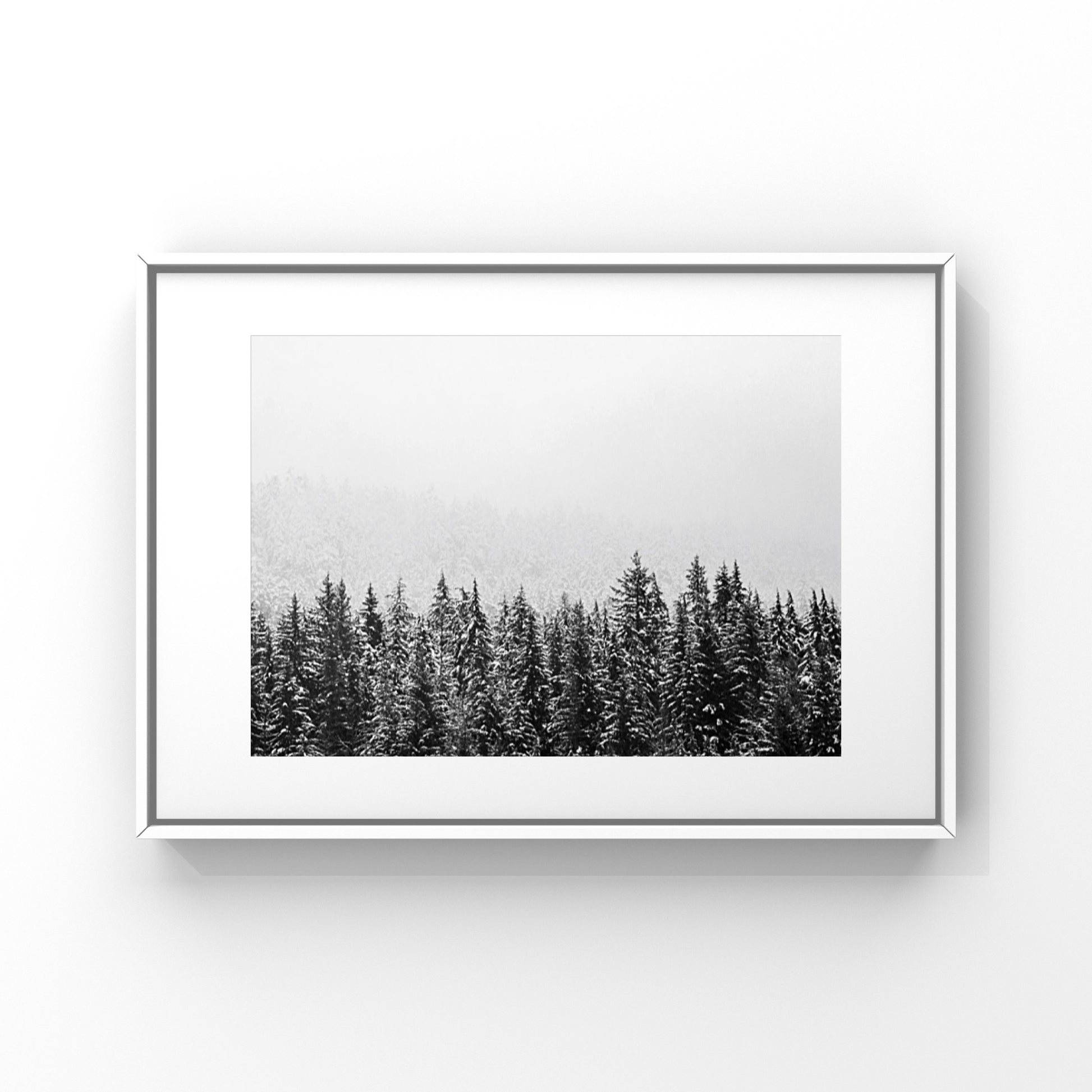 Black and white image in a frame of a wintery pine tree forest in Whistler