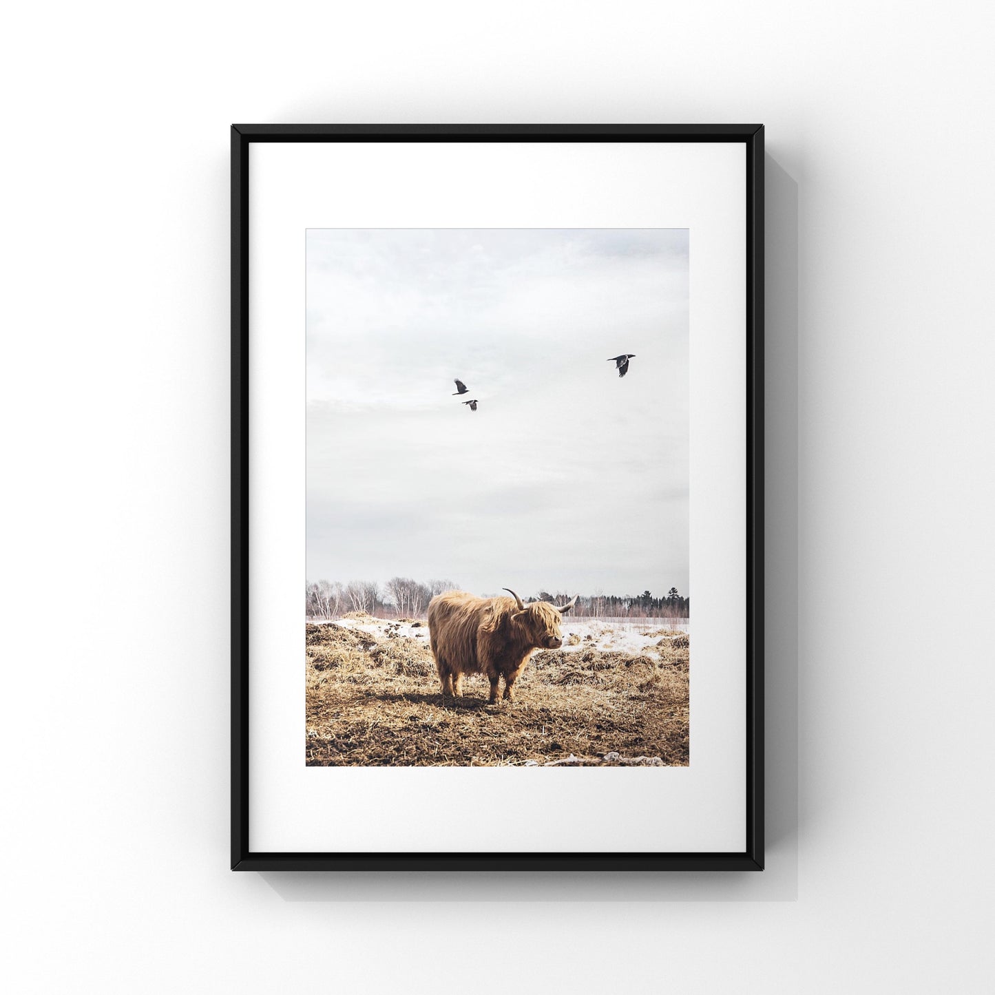 Photography of a highland cow in Charlevoix, Quebec with three birds flying in the sky, photography print