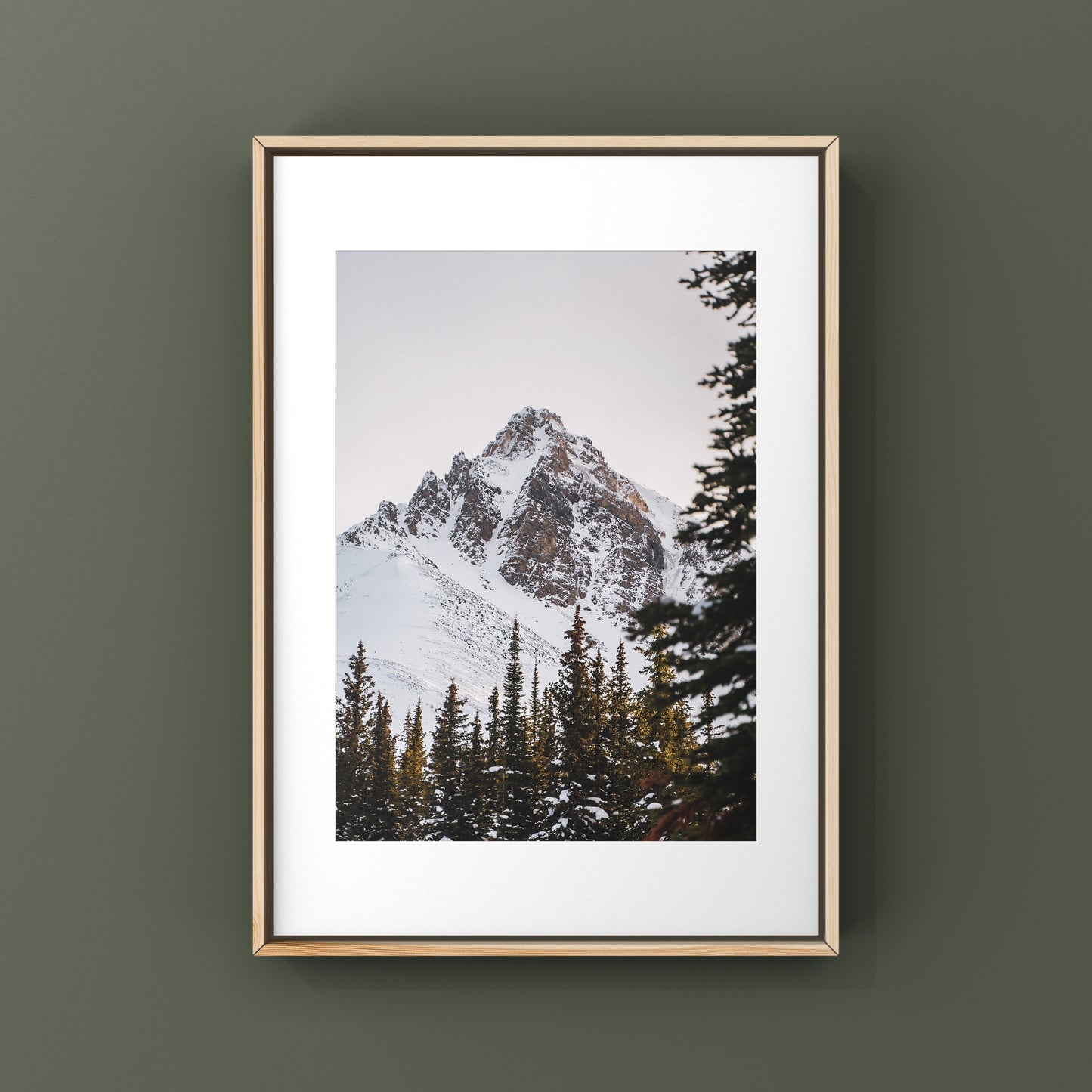 The trees were all lit up in gold, the sun was already hiding behind the mountains. This was in the trail to Peyto Lake near Banff in Alberta.