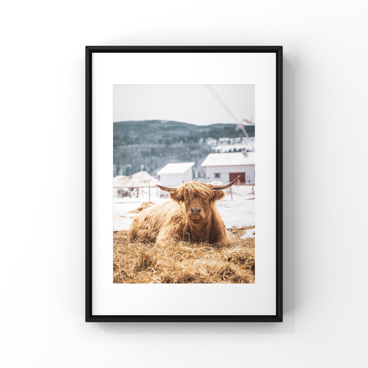 Photography print of a grumpy looking highland cow in rural Quebec region of Charlevoix