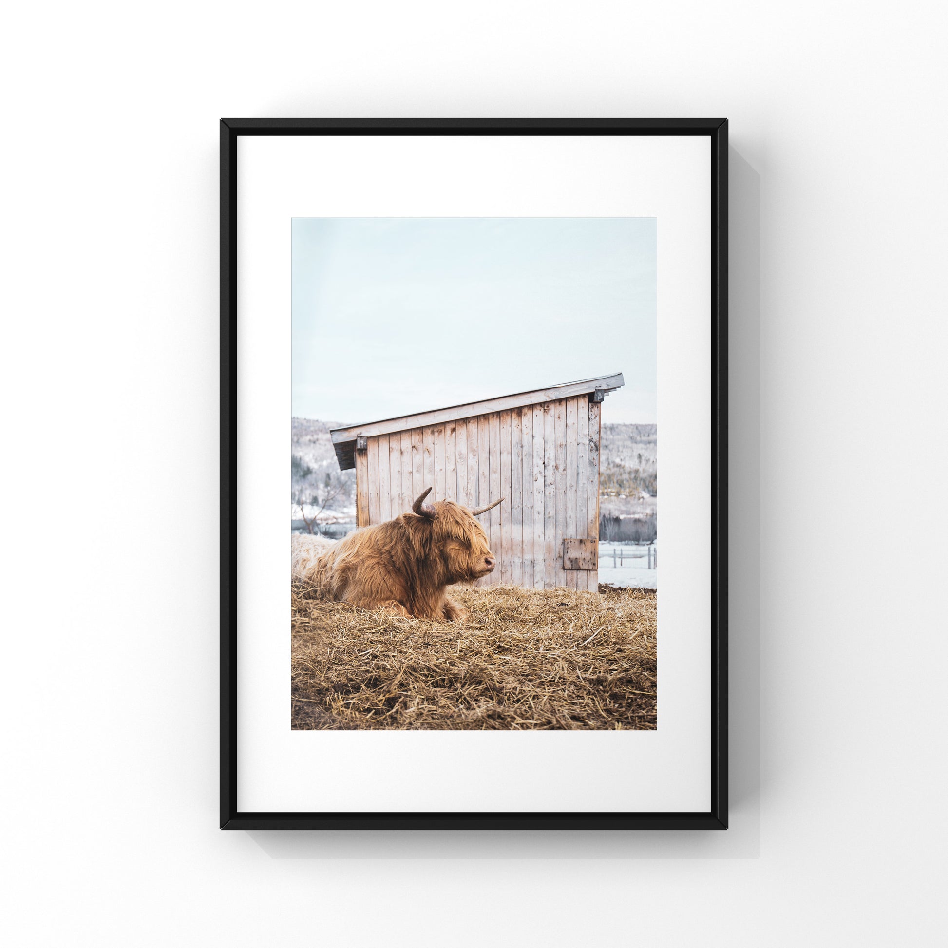 Photography print of a grumpy looking highland cow in rural Quebec region of Charlevoix