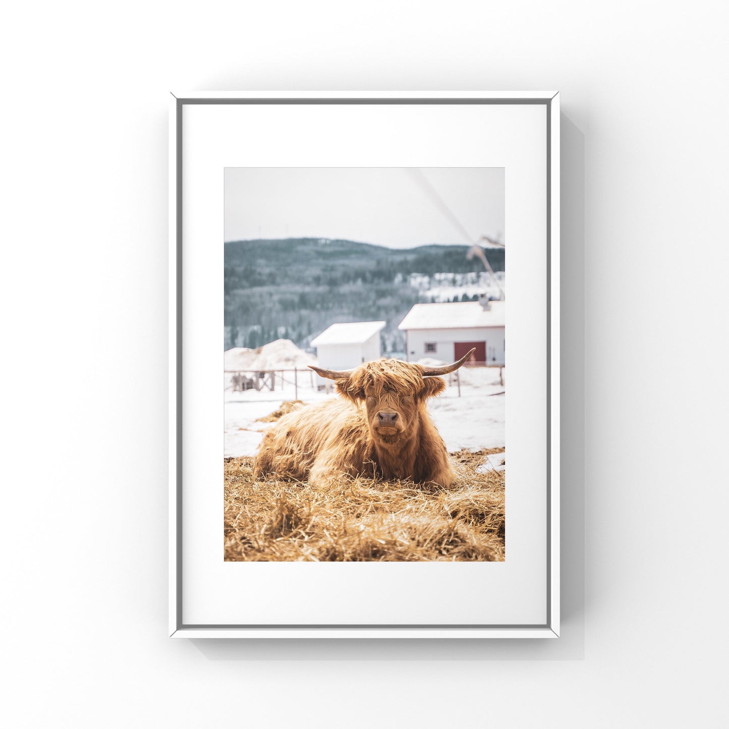 Photography print of a grumpy looking highland cow in rural Quebec region of Charlevoix