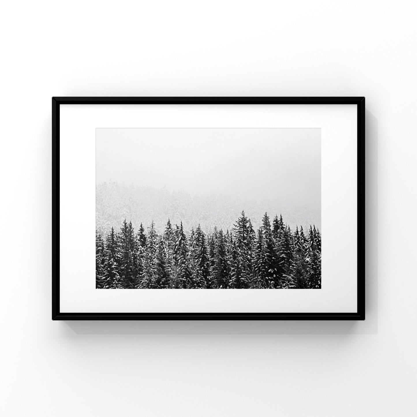 Black and white image in a frame of a wintery pine tree forest in Whistler