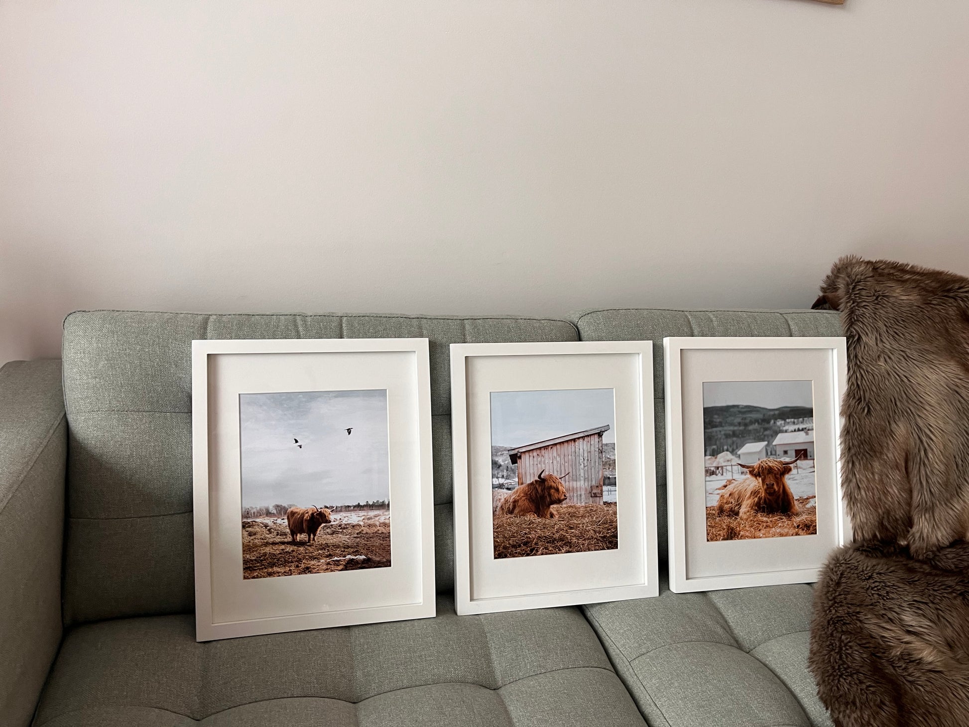 Photography of a highland cow in Charlevoix, Quebec with three birds flying in the sky, photography print set of 3