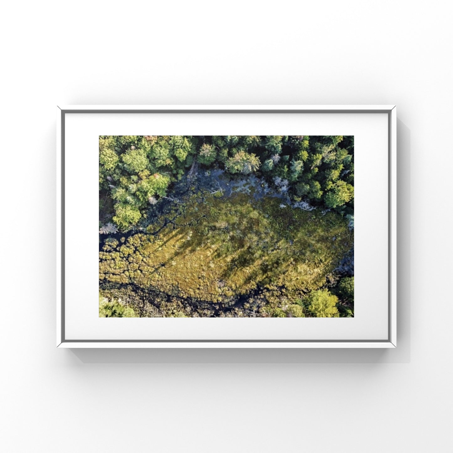 Aerial view of a small creek within a forest of pine trees and green moss in Quebec photography print