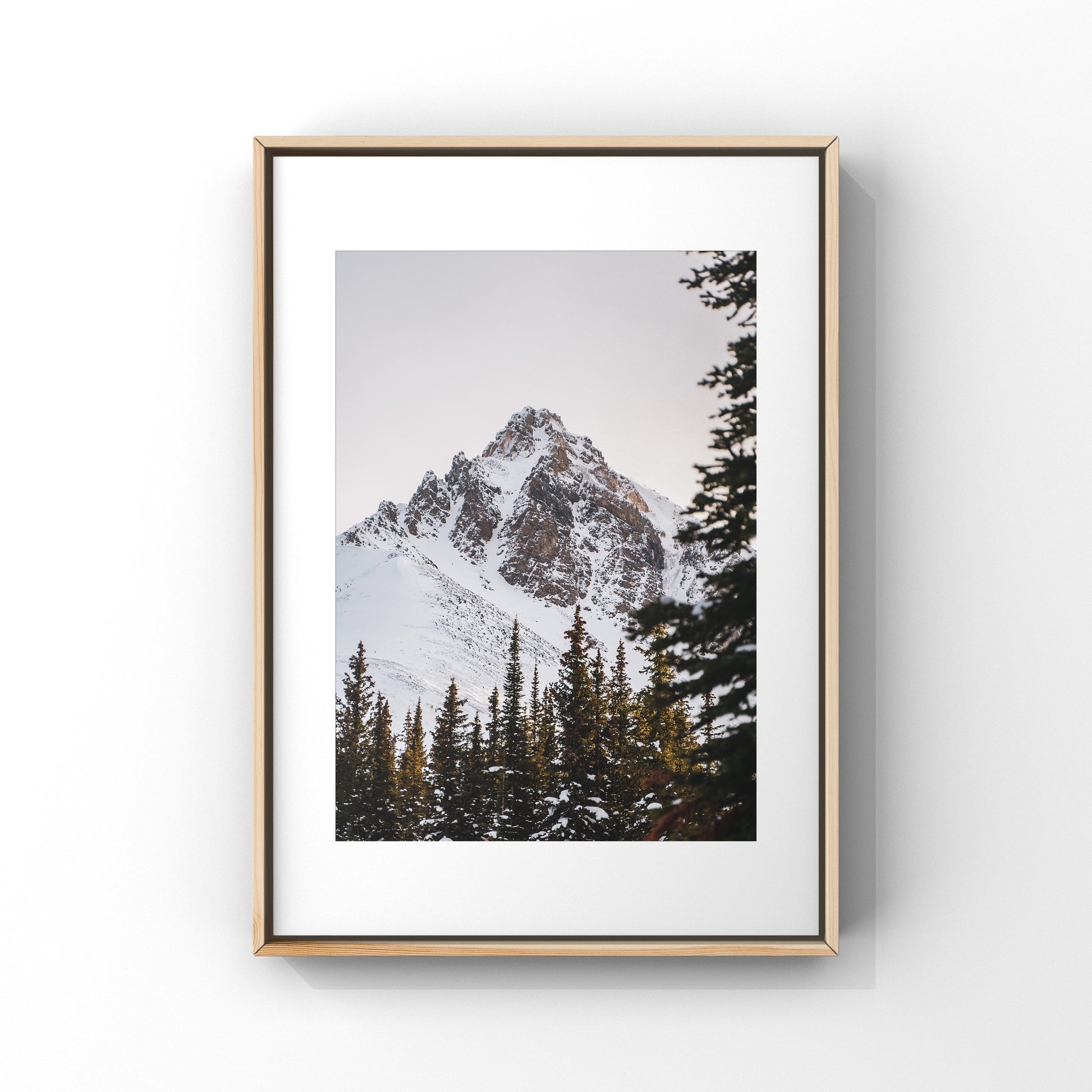 The trees were all lit up in gold, the sun was already hiding behind the mountains. This was in the trail to Peyto Lake near Banff in Alberta.